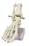 Walter Products B10211 Human Foot Skeleton Model on Base, Life Size, Articulated, 9 x 8 x 5 Inches