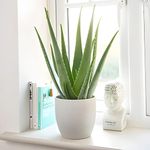 Carbeth Plants - Aloe Vera Plant in a 11cm Pot - 25-30cm Height - Fantastic Plant for Beginners to Houseplants