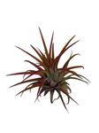 Tillandsia Ionantha Rubra, air Plants Collection, Airplant, airplants, air Plant, no Soil Plants, Real Plant, Live Plant, Gift for Mum, Easy Care Plants, Decor House Plant