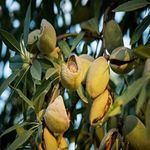 Creative Farmer Almond Plant-Live Plant Badam Indian Tropical-Almond Deciduous And Erect Tree Pot Suitable Garden Plant(1 Healthy Real