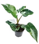 The Four Seasons Philodendron White Princess Rare Natural Live Plant in Pot
