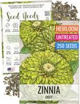 Seed Needs Lime Green Envy Zinnia Seeds for Planting - Heirloom & Open Pollinated Annual Cut Flowers - Grow a Butterfly Garden to Attract Pollinators (1 Pack)