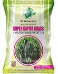 SRI SAI FORESTRY Super Napier Grass Seeds High Yield, Multi Cut Grass for Cow and Goat (100G)