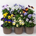 9 x Pansy Viola - Plants Outdoor Garden Ready in Plant pots, Winter and Spring Flowering Pansies, (These are not Plug Plants) (9, Mixed Colours)