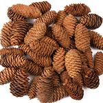 Baker Ross AF922 Long Pine Cones Value Pack — Ideal for Kids' Arts and Crafts, Christmas, Sensory Stimulation, and More (Pack of 20), Natural, 250g