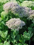 Perennial Farm Marketplace Sedum spectabile 'Brilliant' (Stonecrop) Groundcover, Size-#1 Container, Lavender Pink Flowers