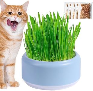 Cat Grass 