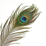 Ashtok Peacock Feather, More Pankh Pack of 15 Original Feather Tails, Full Length Size 30 Inch.