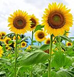 Mammoth Sunflower Seeds for Plantin