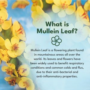 Mullein Leaf Extract High Strength Supplement – Herbal Support