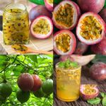 15+ Tropical Passion Fruit Seeds for Planting Outdoors-Non GMO Passiflora Seeds for Bonsai Backyard Country