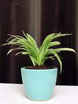 Rolling Nature Air Purifying Spider Plant in Aqua Round Spectra Ceramic Pot