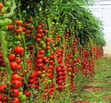 Boy Tomato Seeds