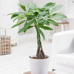 YouGarden Pachira Aquatica 'Money Tree', Established Plant in 12cm Pot, Ready to Plant House Plant, Evergreen Air Purifying Plants, Indoor Plants