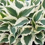 Hosta Wide Brim Plantain Lily Hardy Outdoor Deciduous Flowering Perennial Garden Plants in Plant Pot (9cm Pot, 15-30cm)