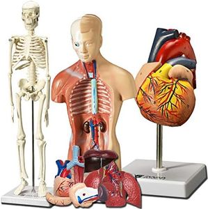 Evviva Sciences Human Heart, Torso, and Skeleton Models - Hands-On 3D Model Study Tools for Anatomy and Physiology Students with Anatomical Guide Booklet, Learning + Educational Kit