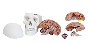LABZIO|Premium 3 Part Human Skull Model With Movable Jaw & 8 Parts Dissectible Brain|Anatomical Medical Model|Perfect For The Study Of Human Skull & Brain|Comes With A Detailed Study Guide|Multicolor