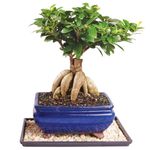 Brussel's Gensing Grafted Ficus Bonsai - Medium (Indoor) with Humidity Tray & Deco Rock