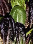 PREMIER SEEDS DIRECT LETTUCE - ROMAINE TRI COLOUR BLEND - 800 SEEDS (ORGANIC)