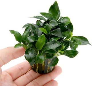 Marcus Fish Tanks Anubias Nana Petite Live Aquarium Plants Potted Freshwater Auatic Plant Buy 2 Get 1 Extra