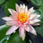 Lily Pond Store - Colorado Live Hardy Waterlily Plant, Color-Salmon orange