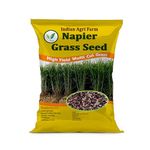 Iagrifarm Napier Grass Seed - 250 gram(Approx. 4000 Seeds) / High Yield Perennial Multicut Fodder Grass Seed - for Pasture and Silage for Cattle