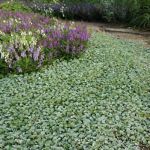 Fresh 50 semi - Dichondra Silver Fa