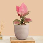 Greenkin Aglaonema Pink Anjamani Live Plant in Eco Pot | Indoor Plants for Living Room | Small Plants for Home Decor | Air purifying Indoor Plants (Beige)