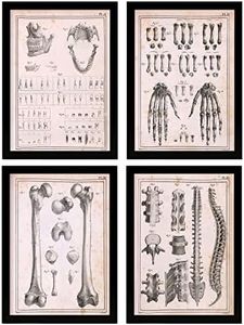 Nacnic Set di 4 poster di anatomia umana. Colonna vertebrale, mani e mascella. Illustrazioni di biologia e medicina in stile vintage. Design e decorazione d'interni. A4 senza cornice.