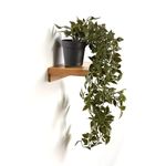 Heart Home Artificial Vine;Pine;Fern;Ivy Plants with Pot Natural Look & Plastic Material Easy Home Décor with Small Size Pot Size 27 X 75 X 7 Cm, Pack of 1 (Green)