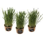 Microgreen Pros™ Organic Non GMO Easy Cat Grass Kit (3 Pack) Just Add Water. Includes Wheatgrass Seed, Fibre Soil, Cups, Chalkboard Labels & Chalk. Your Pets Will Love This