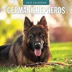 2024 German Shepherds Wall Calendar