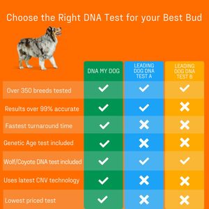 DNA My Dog Breed Identification Test – At-Home Canine DNA Kit