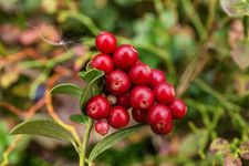 Seeds Ville- 35 Seeds- Cranberry Fruit Organic Seeds For Plantinh HOME GARDEN