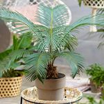 Cycas Revoluta Houseplant | Popular
