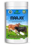 MAAJEE Cow And Buffalo And Cattle Feed Nutrition Supplement Minerals Mixture Improves Healthy Skin Radiant Coat Milk Yield, Fat & Snf Content Gain Weight (908Gm), Powder