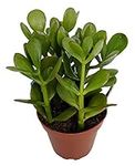 Sunset Jade Plant - Crassula - Easy