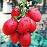 Veliyath Garden Peanut Butter Fruit Live Plant (Bunchosia Glandulifera)