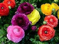 Ranunculus Bare Roots Perennial Flower Bulbs Colors Wide Birthday Holiday Gifts (20 Bulbs,Mix)