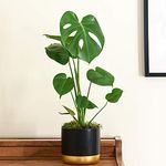 Swiss Cheese plant Indoor Evergreen House Plant Monstera Plant for Home, Office & Conservatory with Large, Glossy Exotic Leaves, 1 x 11cm Pot by Thompson & Morgan