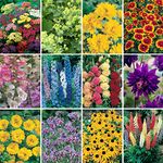 YouGarden Perennial Plant Collection, Set of 24 Plug Plants, Cottage Garden, Easy to Grow Flowering, Mixed Hardy, Garden Ready