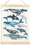 TAEDIN Whales Ocean Animal Chart Po