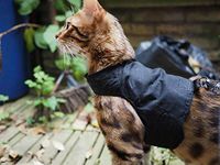 Mynwood Cat Jacket/Harness Black Adult Cat