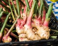 Galangal thai ginger plant, High germination (6 Seeds)