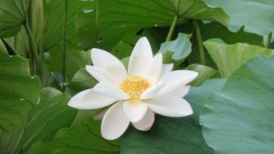 Sacred/Lotus Lily White (Nelumbo nucifera) 5 Seeds for Home Gardening and Planting