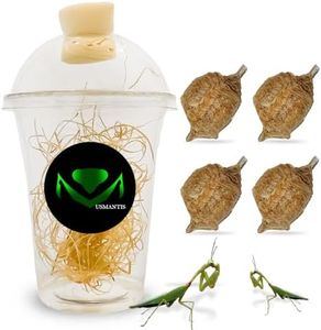 Praying Mantis Ootheca Egg Case with Hatching Habitat Cup (Four Egg Case) - Stem Education, Comes with a Transparent Habitat Cup, Egg Case Produces Approximately up to 400 Baby Nymphs (T Sinensis)