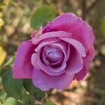 YouGarden Rose Harry Edland, Established Plant in 3L Pot, for Lilac Flowers, Garden Ready Rose for Pots, Beds, and Borders, Ready to Plant