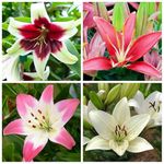 Lily Perennial Bulbs Flower Bulbs for Planting Easy to Survive Precious Garden plants-4bulbs (mix1)