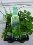 6 Pack of 9cm Mixed Herbs Plants Ready to Plant Out - 6 Varieties Per Pack