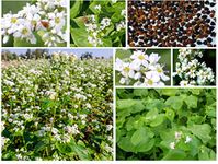 [Three Mo Garden] Buckwheat 1OZ (Approx 1100 Seeds) Ground Cover Crop Seeds - Green Manure for Home Garden